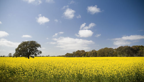 Scenic view of oilseed rape field against sky