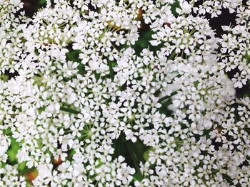 Full frame shot of white flowers