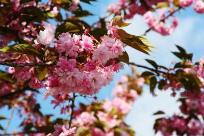 Close-up of pink flowers on branch