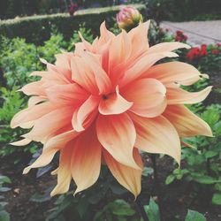 Close-up of flower blooming outdoors