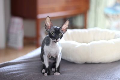 Close-up of cornish rex kitten at home 