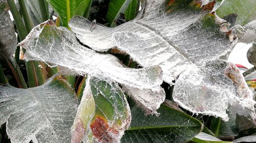 Close-up of frozen water