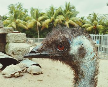 Close-up side view of emu