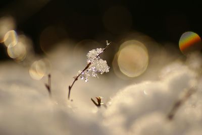 Close-up of plant