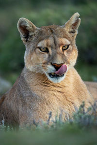 Close-up of lioness