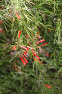 Close-up of leaves