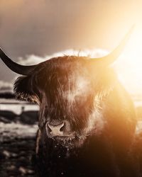 Close-up of a horse at sunset