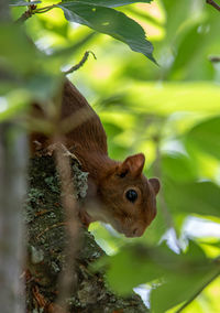 Fearful squirrel in a tree