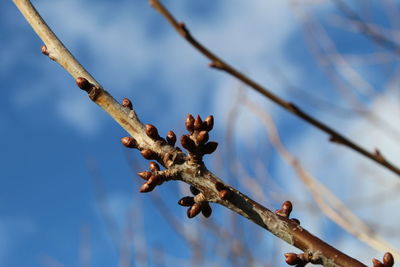 Low angle view of dead plant against sky