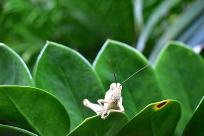 Close-up of insect on leaf