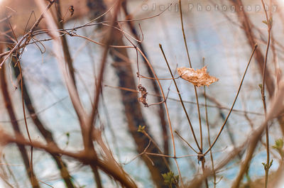 Close-up of dry plants against blurred background