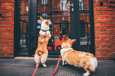 Two funny corgi dog waiting for owner at the door.