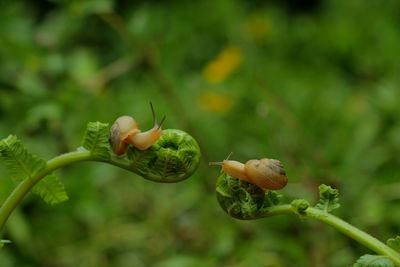 Close-up of fruit growing on plant