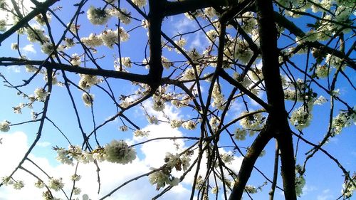 Low angle view of trees against blue sky