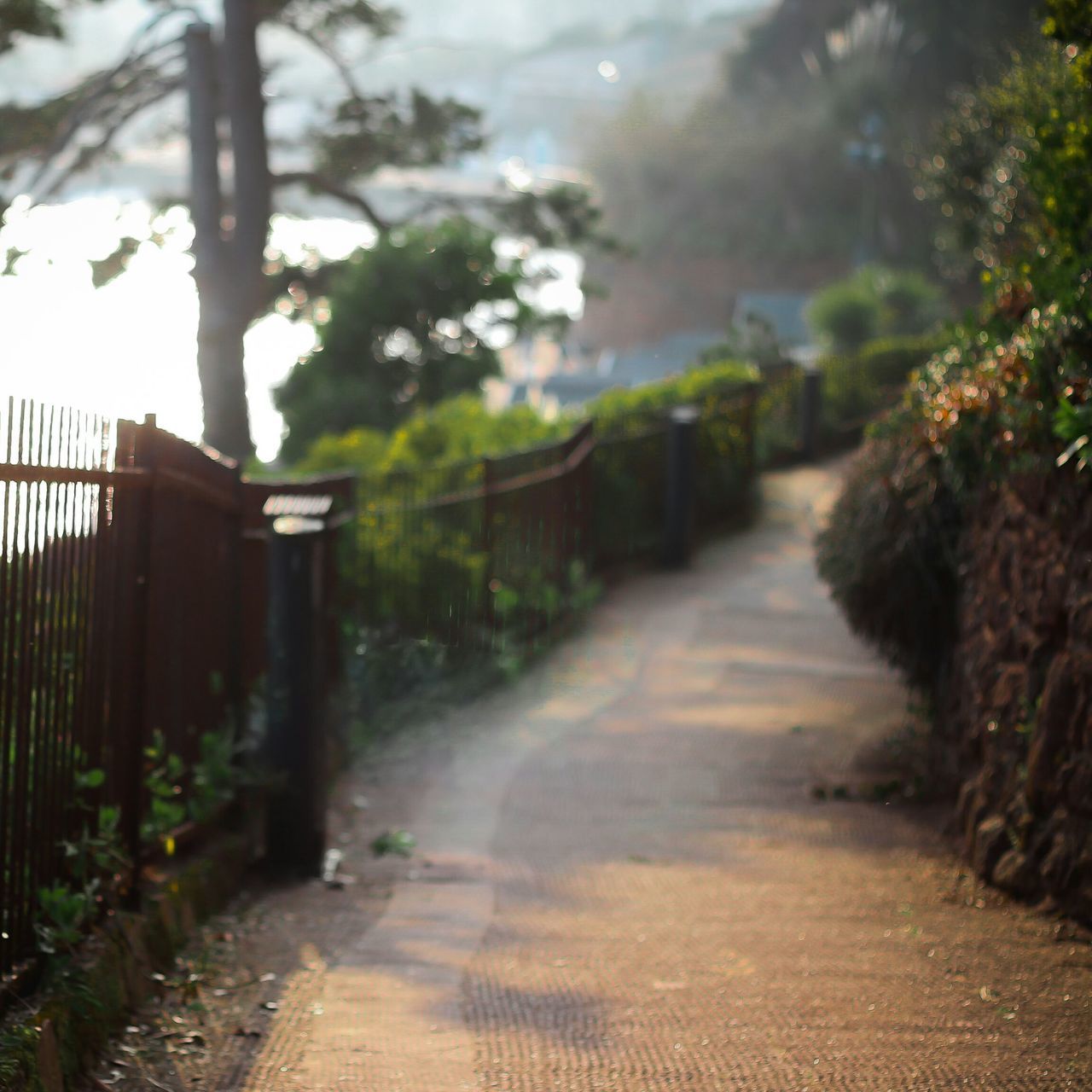 the way forward, tree, diminishing perspective, vanishing point, footpath, road, narrow, tranquility, long, nature, walkway, empty, pathway, growth, empty road, dirt road, street, treelined, tranquil scene, transportation