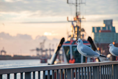 Close-up of birds perching on railing against sea