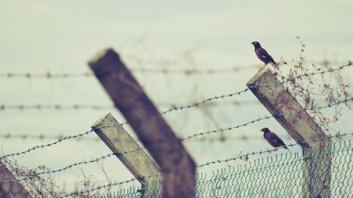 Close-up of bird perching on barbed wire against sky