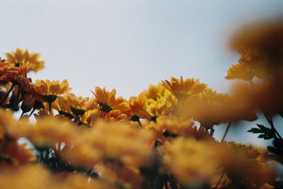 Close-up of yellow flowering plants against sky