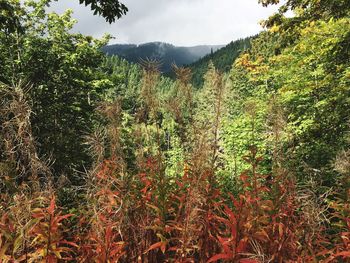 Plants growing on land against sky