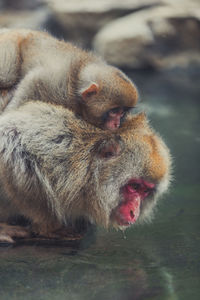 Side view of adult and baby snow monkeys drinking water from lake in jigokudani monkey park in yamanouchi