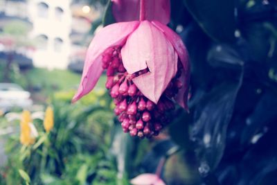 Close-up of pink rose flower