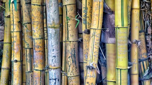 bamboo - plant