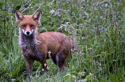 Fox emerging from hedgerow 