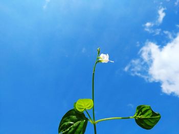 Low angle view of flowering plant against blue sky