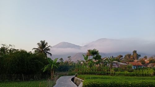 Scenic view of field against clear sky