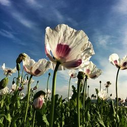 Close-up of flowers blooming in field