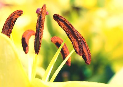 Close-up of flowering plant