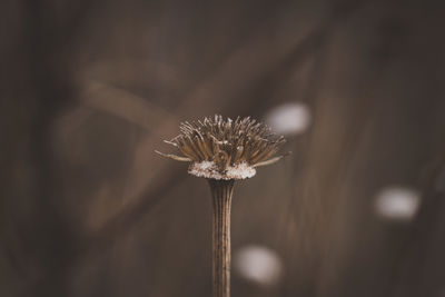 plant