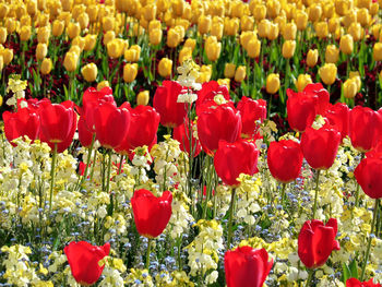 Close-up of red tulips