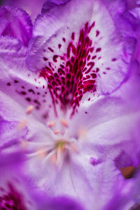 Macro shot of purple flowering plant