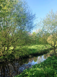 Scenic view of lake in forest against sky