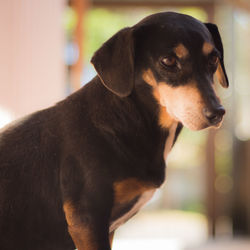 Close-up of dog at home