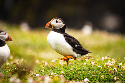 puffin with a