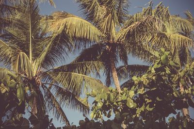 Close-up of palm tree against sky