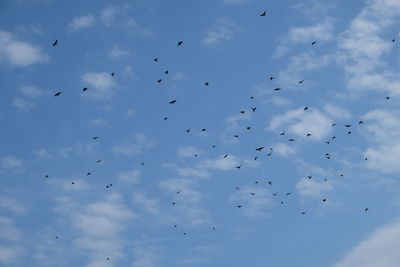 Low angle view of birds flying in sky