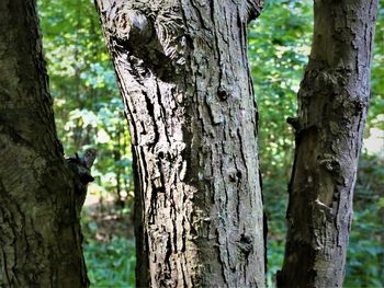 Close-up of tree trunk in forest