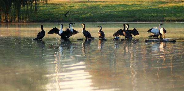 Bird flying over lake