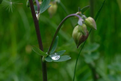 Close-up of raindrops on plant