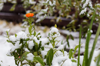 Close-up of white flowering plant