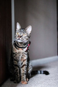 Close-up of cat at home