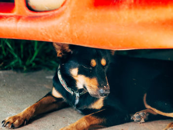 Close-up of dog sleeping