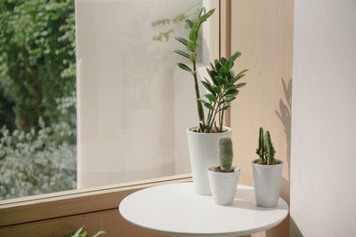 Potted plant on table at home