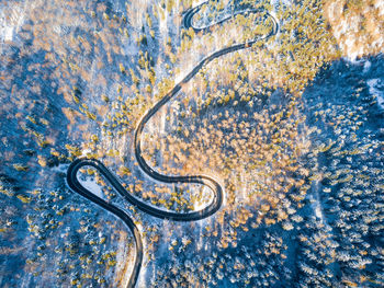 High angle view of a turtle in water