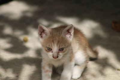 Portrait of kitten