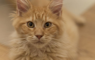 Close-up portrait of cat