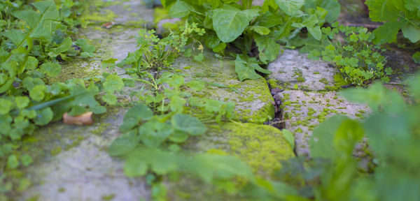 Full frame shot of leaves